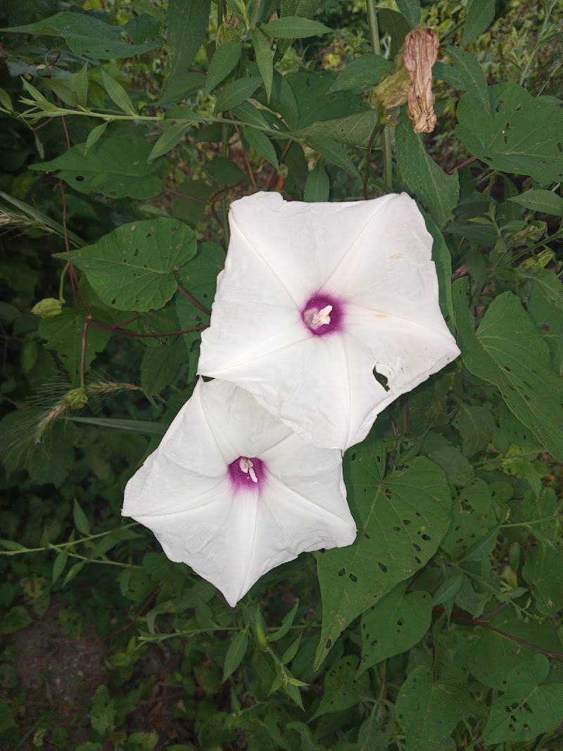 COUNTRYSIDE HEALTH & REHAB OF NEWTON COUNTY nursing home in JASPER, AR - Photo 3 of 5