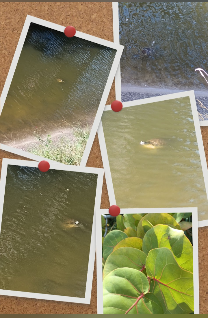 AVIATA AT LAKESIDE OAKS nursing home in DUNEDIN, FL - Photo 3 of 5