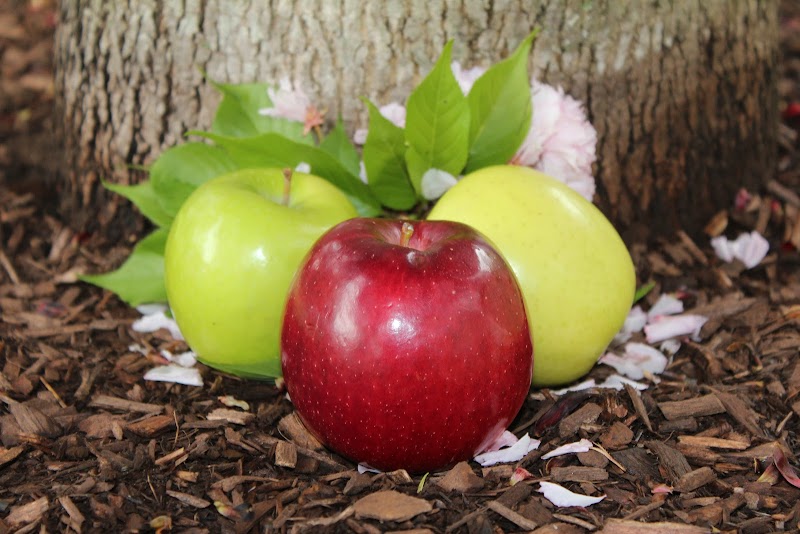 Apple Rehab Clipper nursing home in Westerly, RI - Photo 5 of 5